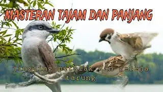 masteran tajam dan panjang 🔥 jingjing petulak dan gereja tarung