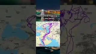 Tracking of an Eagle over a 20 year period  #geography #maps #science #life #shorts