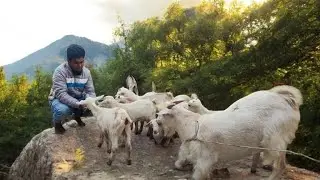 Bantam & Jamnapari Goats at Best Price | Exotic Goats Available Now | Bangalore Hamster Breeders