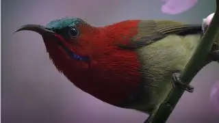 Crimson Sunbird (Aethopyga siparaja)                                                 #sikkim_birds