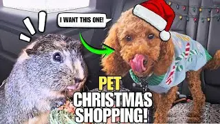 Lets Go Christmas Shopping With The Pets!