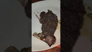 STK Steak House in Las Vegas NV. #foodie #fy #food #stksteakhouse #steak #vegas #fyp #fy #youtube