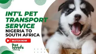 International Pet Transport Service from Nigeria to South Africa