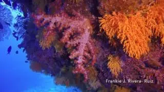 SOFT CORAL CAPITAL OF THE WORLD