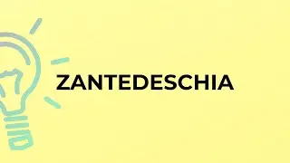 What is the meaning of the word ZANTEDESCHIA?