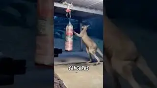 Cangurus S&atilde;o Mais Fortes do Que Voc&ecirc; Imagina!