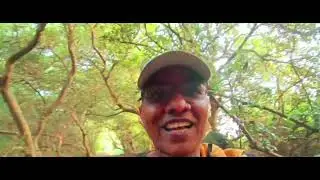 Mumbai mangros jungle