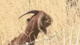 California first responders deploy goats to help combat wildfires