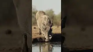 Дикий кабан в природе &mdash; свобода и сила #дикийкабан #животные #дикаяприрода #сафари