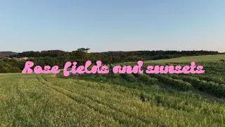Rose fields and sunsets I 4K I Bulgaria Rose Valley