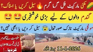 Today Makki rate|Today Wheat rate|اج کا گندم کا ریٹ|Today Munji rate|اج کا مکئی کا ریٹ|11-1-2026
