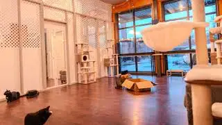 Cozy Sleepover Stream - Spend the night with our rescue kitties!