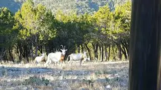 Oryx at Bob's