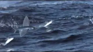 Exocet, le poisson volant, Flying Fish
