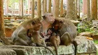 00MG What Happened? The Moment That Change Baby Monkey's Face | Wonderful Moment Baby Monkey