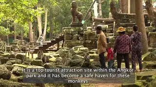 Monkeys find safe haven at Bayon temple at Angkor