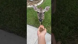 Feeding a deer with my hand