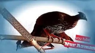 sempidan sudah makan veor