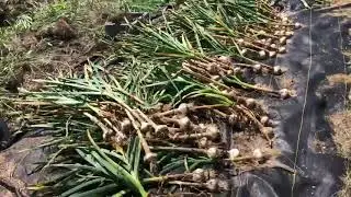 Garlic Harvest pt. 2 With Wild Rose Orchard