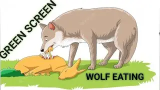 bhediya (wolf) eating green screen video