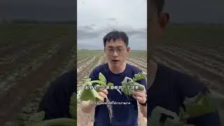 Fubang tobacco stem granular fertilizer helps plants resist pests, improves soil quality
