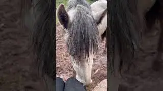 #horse #equestrian #horseriding #fyp #amazing #viralshorts #funny #trending #foryou