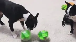 Chopper & Otis playing with Orbee-Tuff Mazee