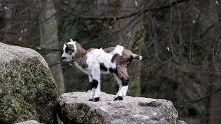 Goat thinking