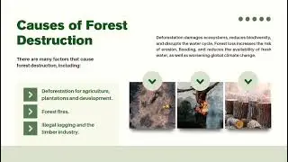 Impact of Reforestation on biodiversity 