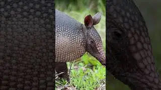 Top 5 Longest Sleeping Animals 💤