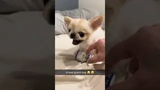 Angry And Cute Dog 🐶❤️ #shorts #dog #short