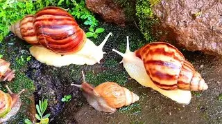 Snail Colonies Uncovering the World of These Misunderstood Creatures​ #SnailColonies ​#SnailWorld 