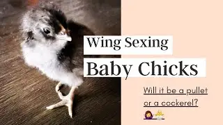 Wing Sexing Baby Chicks // 2 Day Old Chicks // Pullet or Cockerel??