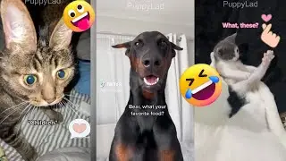 Best Animal and pets clips to boost your mood Part 01❤️| PuppyLad