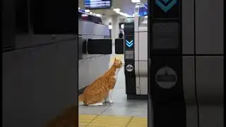 🐱 Busted! Adorable Orange Cat Tries to Sneak Through Train Gates Without a Ticket! 🎟️ Cute Encount