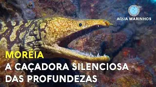 Mor&eacute;ia: A Ca&ccedil;adora Silenciosa das Profundezas