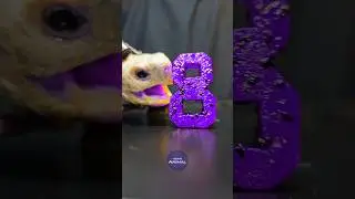 ASMR Mukbang Eating Purple 8 💜 Turtle Tortoise