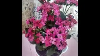 PLANTINHAS ENCANTADORAS PARA DENTRO E FORA DA SUA CASA