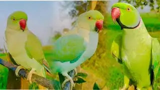 Blue Ringneck parrot singing parrot || Indian ringneck parakeet pet parrot natural