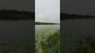 #river #oka #shore #forest #shorts