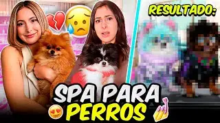  LE HACEMOS UN CAMBIO DE LOOK A NUESTRAS PERRITAS ❤️🐶| Hermanas JM 