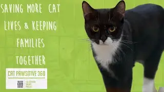 Helping Felines and Their Friends with Cat Positive 360
