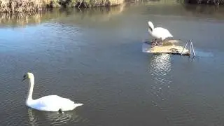 Swans In Pond Parkhill Farm Newburgh Fife Scotland