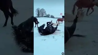 SNOW DAY FUN‼️ ❄️🐎😂❤️ #streamhorsetv #horse #snow #fun #cute #funny #animals #lol #friends #play