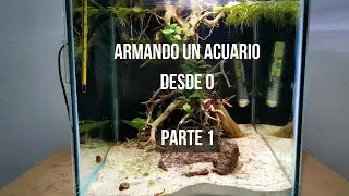 Armando un acuario desde 0 ¿ Que peces comprar? ¿ Cual es el equipo Basico? y algunos tips ✅