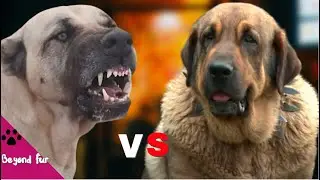 Spanish Mastiff vs Kangal-Breeds Comparison