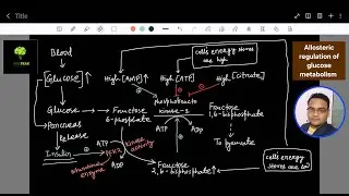 Allosteric regulation of glucose metabolism