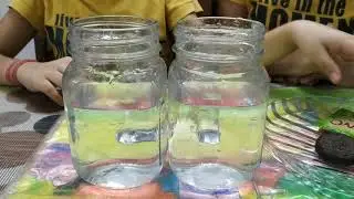 Easy science experiments (Floating biscuit)