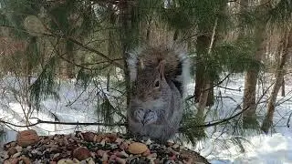 enjoying premium, unsalted pecans