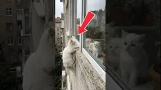 Brave Pug Saves Falling Cat Mom 🐶🐱 A Heartwarming Animal Friendship Moment